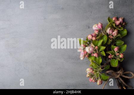 branches of a blossoming apple tree on a grey background Stock Photo
