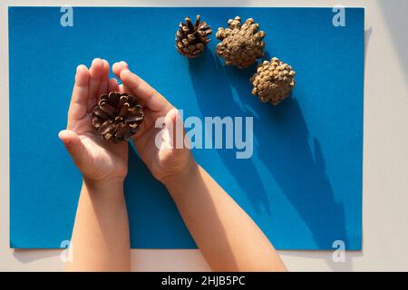 Top view of child hands holding cones on blue background Stock Photo