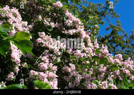 Bush of Kolkwitzia amabilis with blooming flowers Stock Photo