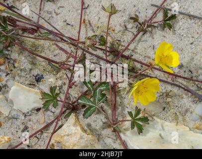 Trailing Tormentil, Potentilla anglica in flower on sandy track, Dorset heathland. Stock Photo