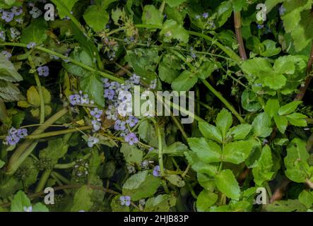 Blue Water-Speedwell, Veronica anagallis-aquatica in flower in the River Piddle, chalk stream, Dorset. Stock Photo