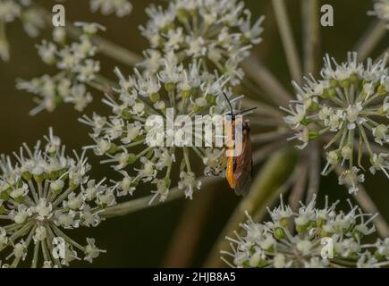 Turnip sawfly, Athalia rosae, feeding on Angelica flowers. Stock Photo