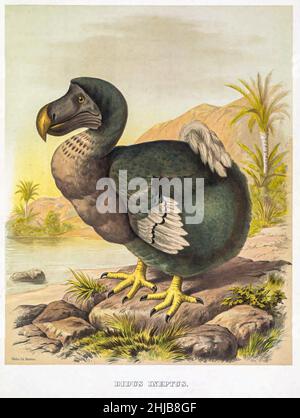 The dodo (Raphus cucullatus Syn Didus ineptus and Struthio cucullatus) tinted lithograph Illustrated by Joseph Smit, from the book ' The beautiful and curious birds of the world ' by Charles Barney Cory, Published by the Author for the subscribers Boston USA 1883. Plates are tinted lithographs, some with additional hand-coloring Stock Photo