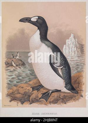 The great auk (Pinguinus impennis) is a species of flightless alcid that became extinct in the mid-19th century. It was the only modern species in the genus Pinguinus. It is not closely related to the birds now known as penguins, which were discovered later by Europeans and so named by sailors because of their physical resemblance to the great auk. tinted lithograph Illustrated by Joseph Smit, from the book ' The beautiful and curious birds of the world ' by Charles Barney Cory, Published by the Author for the subscribers Boston USA 1883. Plates are tinted lithographs, some with additional han Stock Photo