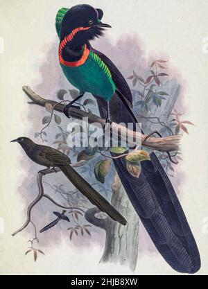 Astrapia nigra, Print, The Arfak astrapia (Astrapia nigra) is a species