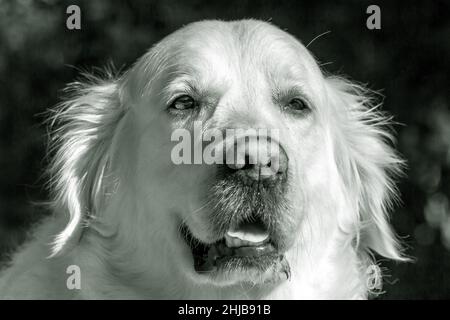 Black and white photograph of  a face of a dog of the golden retriever breed in the foreground with a dark background. The dog is light cream colored Stock Photo