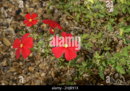 Crimson Phlox, Jamesbrittenia bergae in flower; native to South Africa. Stock Photo