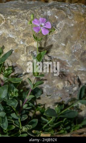 Pyrenean Petrocoptis, Silene glaucifolia, (formerly Petrocoptis pyrenaica) in flower. Pyrenees. Stock Photo