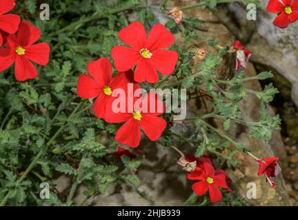 Crimson Phlox, Jamesbrittenia bergae in flower; native to South Africa. Stock Photo