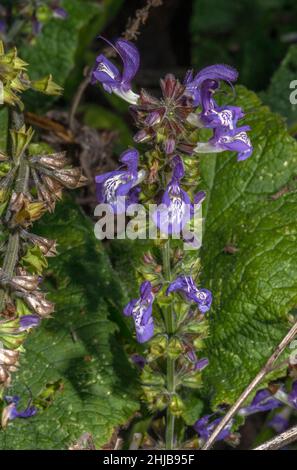 Woodland Sage, Salvia forsskaolei in flower, from the Balkans. Stock Photo