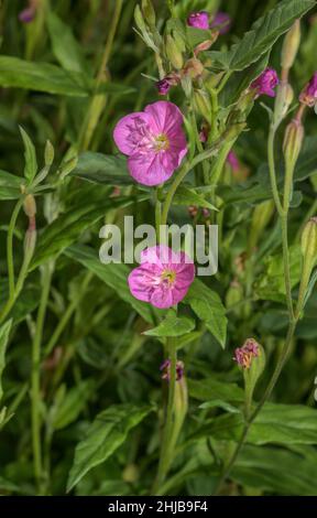 Pink evening primrose, Oenothera rosea in flower, Texas (and Mexico) Stock Photo