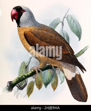 Mascarene parrot or mascarin (Mascarinus mascarinus) is an extinct species of parrot that was endemic to the Mascarene island of Réunion in the western Indian Ocean. 1893 illustration by John Gerrard Keulemans, based on the specimen in Muséum National d'Histoire Naturelle in Paris, one of two in existence Stock Photo