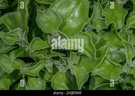 common ice plant, Mesembryanthemum crystallinum leaves - used as a vegetable. Stock Photo