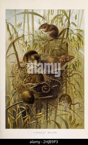Harvest mouse (Micromys minutus) of the Old World, 1828. At 6 to 7 1/2 cm it is one of the smallest rodents. By Pierre Jacques Smit from the The royal natural history edited by Richard Lydekker, Volume III published in 1893 Stock Photo