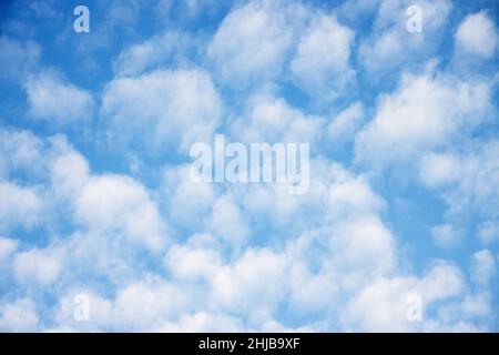 Altocumulus clouds form in the mid-altitude layers and are made up of water droplets and occasionally ice crystals. Stock Photo