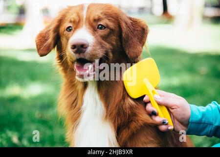 girl combing a red dog on the street against the background of grass Stock Photo