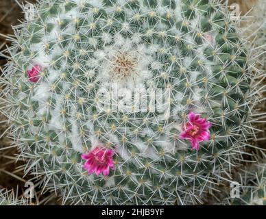 The Twin spined cactus, Mammilaria geminispina in flower. Mexican desert. Stock Photo