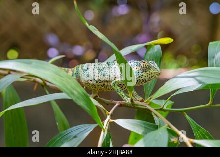 Chameleon sitting on the leaves. Chameleo on Zanzibar Stock Photo