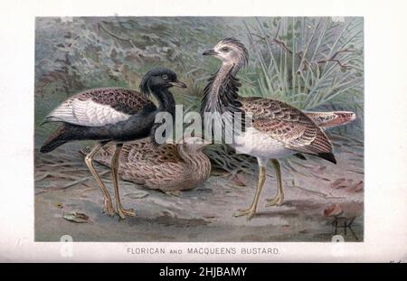 Florican and Macqueen's Bustard (Chlamydotis macqueenii) Illustrated by Johannes Gerardus Keulemans (J. G. Keulemans) from the The royal natural history edited by Richard Lydekker, Volume IV published in 1895 Stock Photo