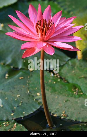 Stunning Hot Pink Lotus Flower Blooming in the Morning Sunlight Stock Photo