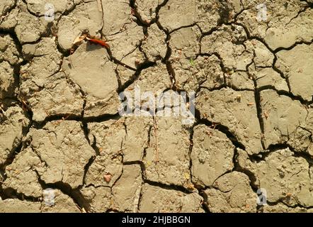 Top view of cracked dry soil texture in the sunlight Stock Photo