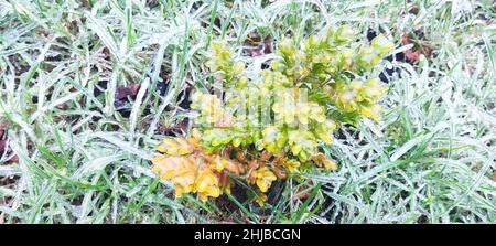 Icy green plants plants under a thin layer of ice Stock Photo