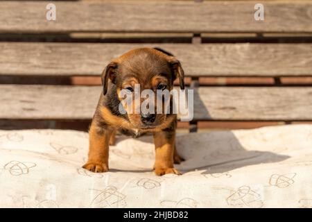 One month old brown Jack Russell puppy stands on a wooden garden bench. Out in the sun for the first time. Animal Themes, pillow, Selective Focus, Blu Stock Photo