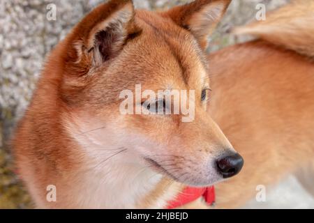 Portrait of cute red Shiba Inu dog - close up Stock Photo