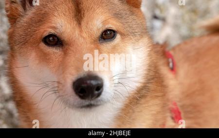 Portrait of cute red Shiba Inu dog looking at camera - face close up Stock Photo