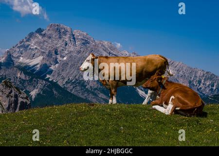Cows and calfs are grazing on the pastures around the mountain hut Rifugio Auronzo, the summit of the mountain Croda Rossa in the distance. Stock Photo