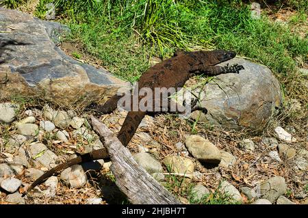 Large old lace monitor or tree goanna (Varanus varius) in the bush of eastern Victoria, Australia Stock Photo