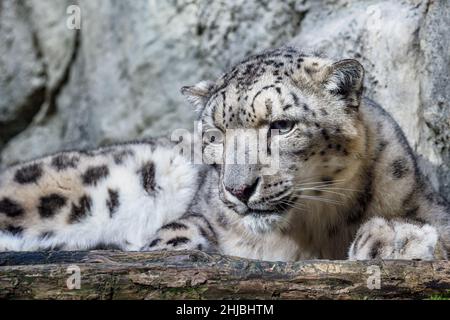 Portrait of a snow leopard close up on a stone background Stock Photo