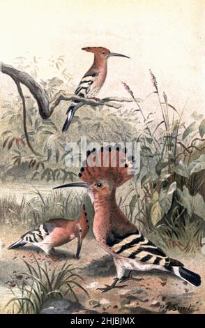Hoopoe (Upupa epops), 19th Century illustration. This bird is found throughout Europe, Asia, northern and Sub-Saharan Africa and Madagascar. It migrates to warmer tropical regions in winter. It inhabits cultivated ground with short grass where it hunts for insects and worms. illustrated by Pierre Jacques Smit from the The royal natural history edited by Richard Lydekker, Volume IV published in 1895 Stock Photo