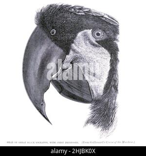 HEAD OF GREAT BLACK COCKATOO, WITH CREST DEPRESSED. The palm cockatoo (Probosciger aterrimus), also known as the goliath cockatoo or great black cockatoo, is a large smoky-grey or black parrot of the cockatoo family native to New Guinea, Aru Islands, and Cape York Peninsula. It has a very large black beak and prominent red cheek patches from the The royal natural history edited by Richard Lydekker, Volume IV published in 1895 Stock Photo