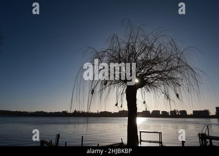 Schwerin, Germany. 28th Jan, 2022. The sun shines through a pollard willow under a cloudless sky at the Ziegelsee in Schwerin. Credit: Ulrich Perrey/dpa/Alamy Live News