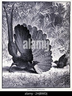 Argus Pheasant Displaying from the The royal natural history edited by Richard Lydekker, Volume IV published in 1895 Stock Photo