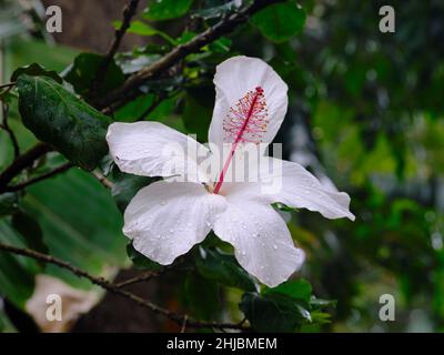 White Hibiscus Stock Photo