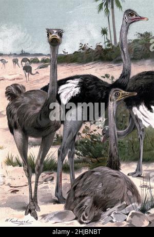 Ostriches illustrated by Wilhelm Kuhnert from the The royal natural history edited by Richard Lydekker, Volume IV published in 1895 Stock Photo