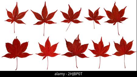10 different japanese maple leaves on white background Stock Photo
