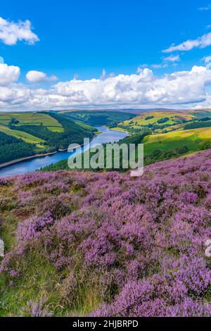 View of Ladybower Reservoir and flowering purple heather, Peak District National Park, Derbyshire, England, United Kingdom, Europe Stock Photo