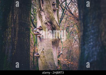 Large parasitic mushrooms that grows on tree trunks, Fomes fomentarius. This mushroom is known by several names, tinder fungus, hoof fungus, tinder co Stock Photo