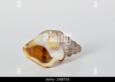 Beige brown spiral conch sea shell on clean white background, copy text space Stock Photo