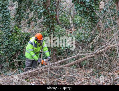 28 January 2022, Saxony-Anhalt, Bad Dürrenberg: A forestry worker works on clearing the Saale slope for the upcoming State Garden Show (Laga). After the wild growth is removed, new planting is planned to contain future erosion. The Laga will take place from April to October 2023 on an area of about 15 hectares. The core of the site is the spa park. The graduation house is also located there. Photo: Jan Woitas/dpa-Zentralbild/ZB Stock Photo