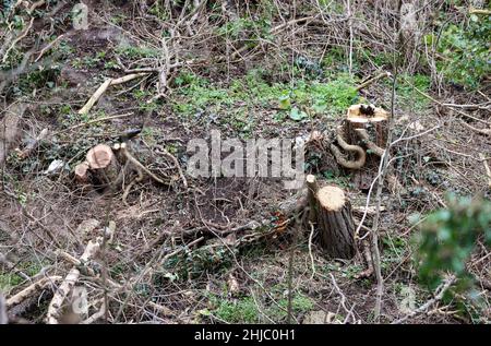 28 January 2022, Saxony-Anhalt, Bad Dürrenberg: Only tree stumps remain during the clearing of the Saale slope for the upcoming State Garden Show (Laga). After the overgrowth is removed, new planting is planned to contain future erosion. The Laga will take place from April to October 2023 on an area of about 15 hectares. The core of the site is the spa park. The graduation house is also located there. Photo: Jan Woitas/dpa-Zentralbild/ZB Stock Photo