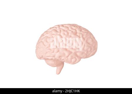 Human brain right hemisphere model isolated on white background close up. The concept of neurosurgery, health care Stock Photo