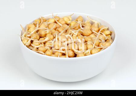 Chickpea sprouts, in a white bowl, front view, on white surface. Ready to eat, sprouted chickpeas, seeds of Cicer arietinum, legume and protein source. Stock Photo