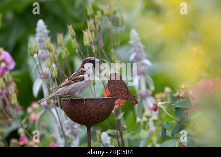 Hausspatz, Männchen, Haus-Spatz, Spatz, Haussperling, Haus-Sperling, Spatzen, Passer domesticus, House Sparrow, Sparrow, male, sparrows, Le Moineau do Stock Photo