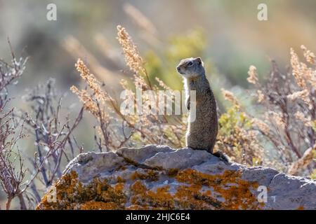 Uinta Ground Squirrel, Urocitellus armatus, on the alert in Grand Teton National Park, Wyoming, USA Stock Photo