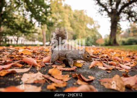 Little squirrel searching for food amongst autumn leaves on ground Stock Photo