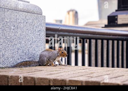 Cute little fluffy squirrel perched on surrounding wall in city Stock Photo